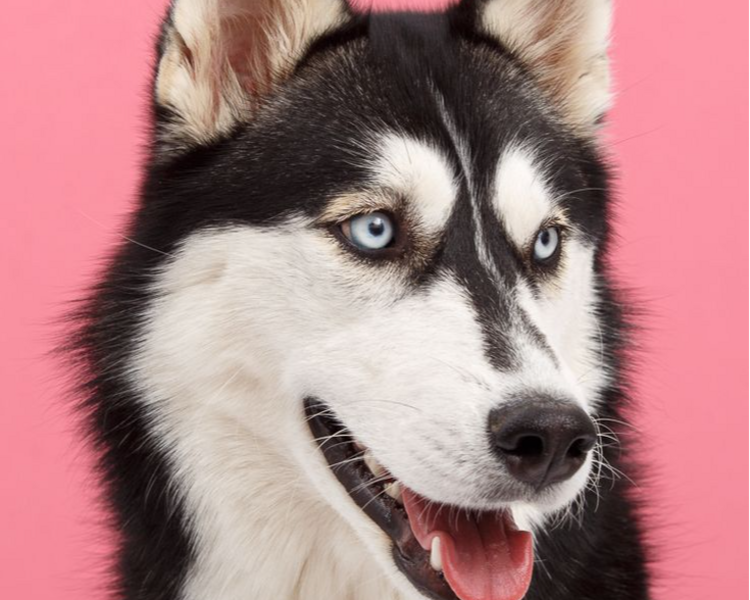 GROOMING RAZA GRANDE COMBO FIESTAS DEL 20 DE ENERO