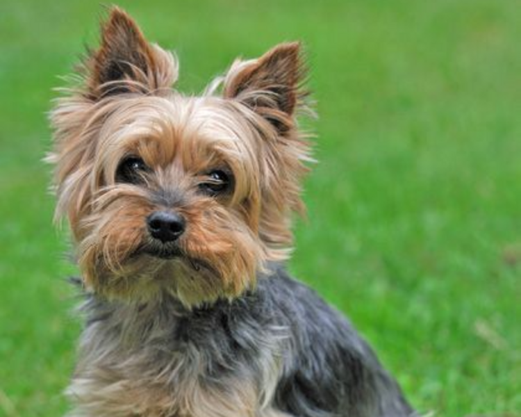 GROOMING RAZA PEQ COMBO FIESTAS DEL 20 DE ENERO 