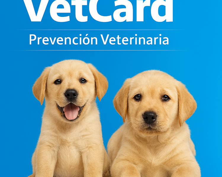 Pack Cachorros Perros