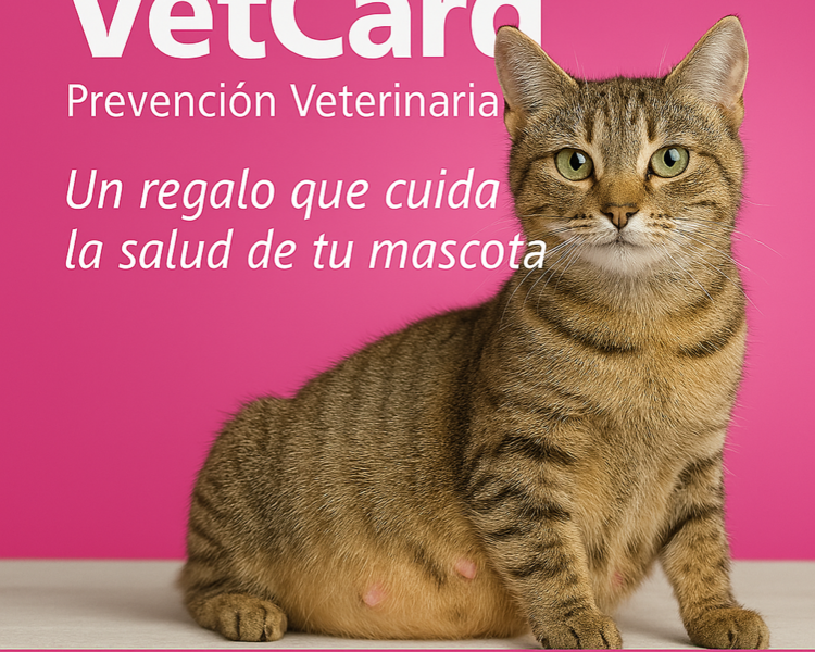 Pack Gestación gatos