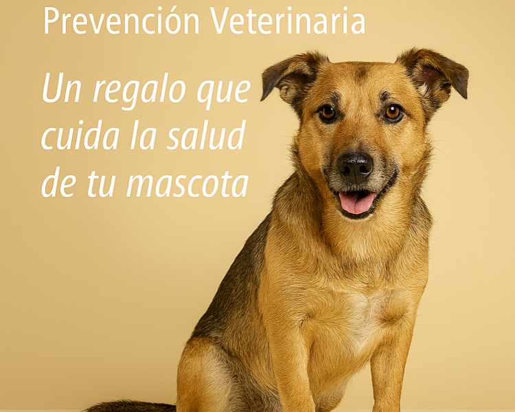 Pack Perros adoptados