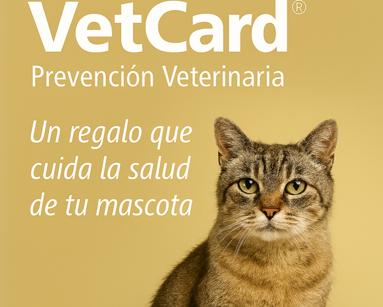 Pack Gatos Adoptados / Rescatados