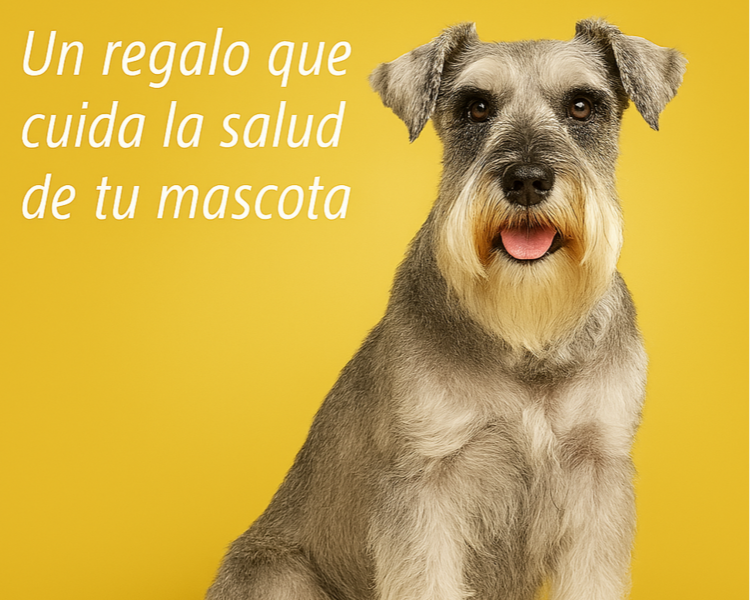 Pack adultos perros mayores (6 años o más)