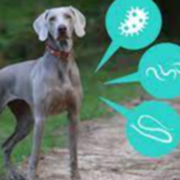 DESPARASITACION CANINO 