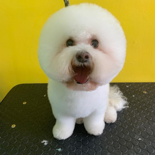 Servicio de estética para perrit@ talla CH