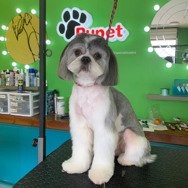 Servicio de estética para perrit@, talla MED
