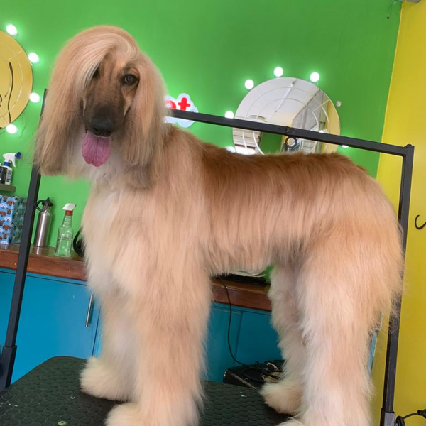 Servicio de Estética para Perrit@ talla GDE.