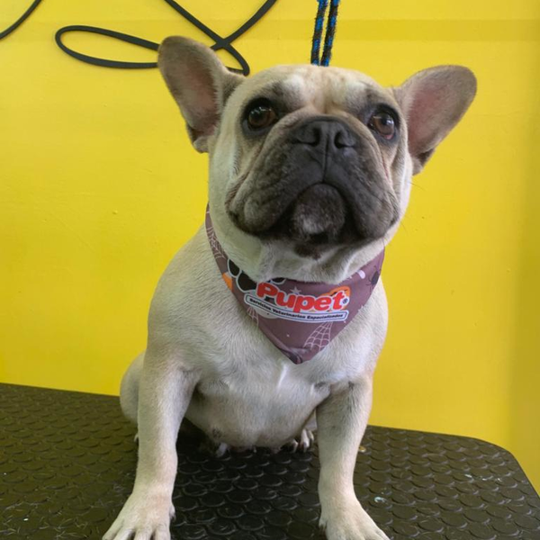 Servicio de baño para perrit@ CH PELO CORTO