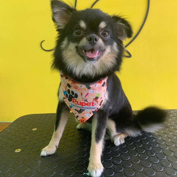 Servicio de Baño para perrit@ CH PELO LARGO