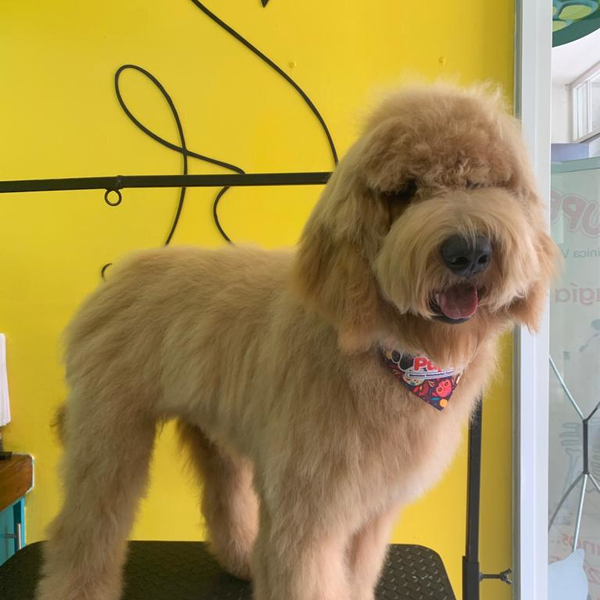 Servicio de Baño para Perrit@ GDE PELO LARGO