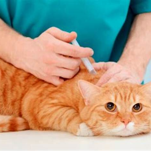 Vacuna Leucemia Felina ZOETIS