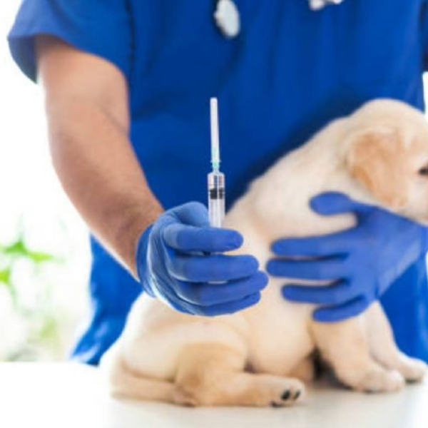 Vacuna Giardia ZOETIS