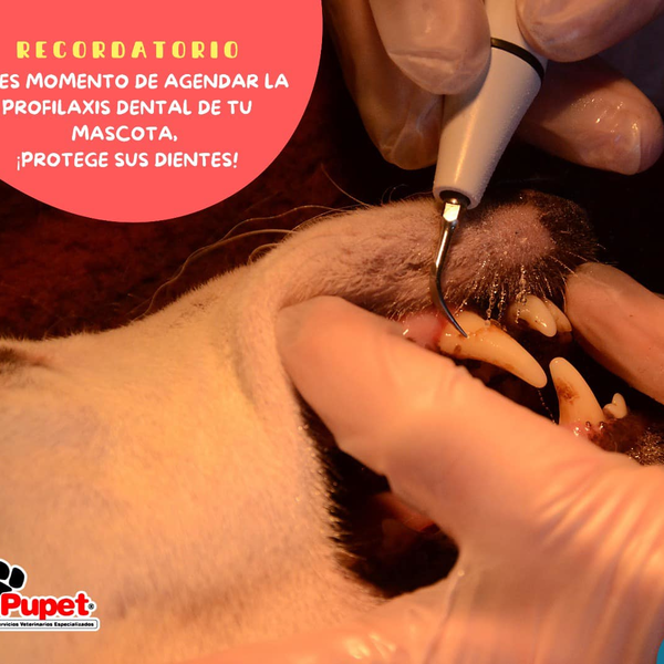 Profilaxis Dental perrit@ TALLA CH