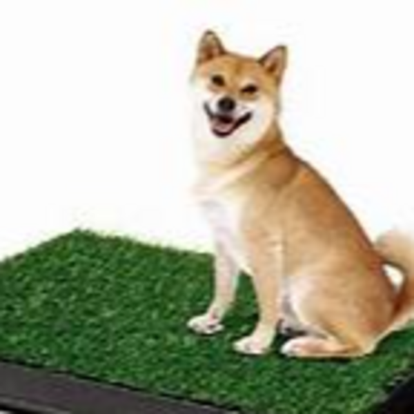 BAÑO CACINO RAZA MEDIANA