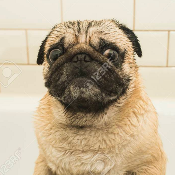 BAÑO PUG