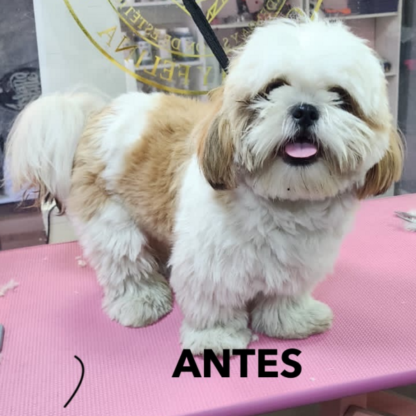 Peluquería Perritos de 5 Kg a 9,9 Kg