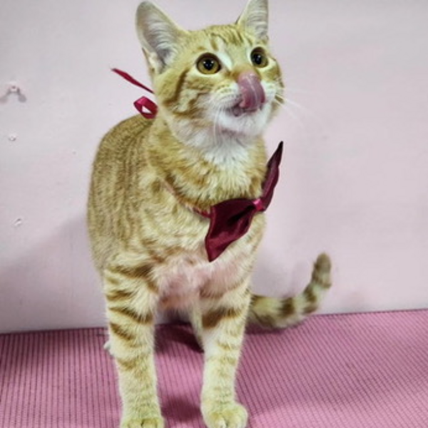 Servicio Baño Gato