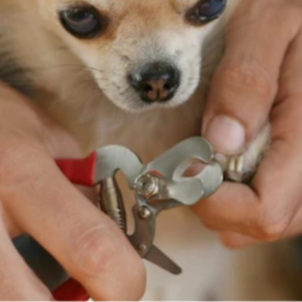 Corte de uñas perros pequeños 