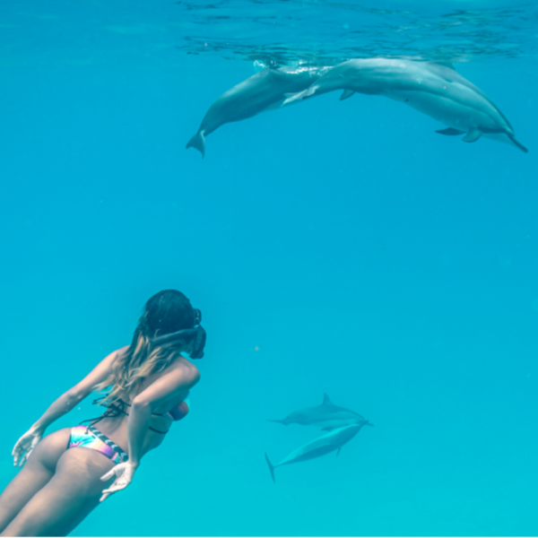 Dolphins in the Wild