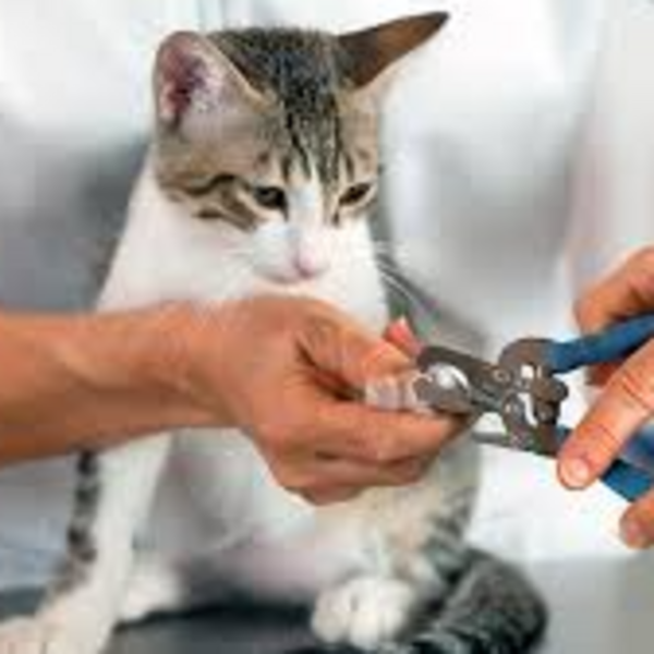 Corte de uñas gato pequeño