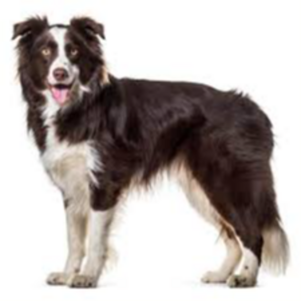 Servicio Baño Border Collie 