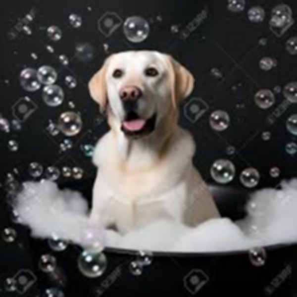 Servicio Baño Labrador 