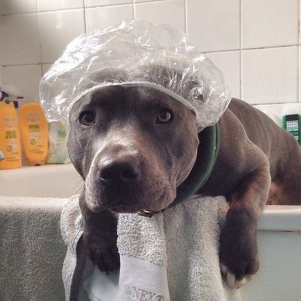 Servicio Baño Pitbull