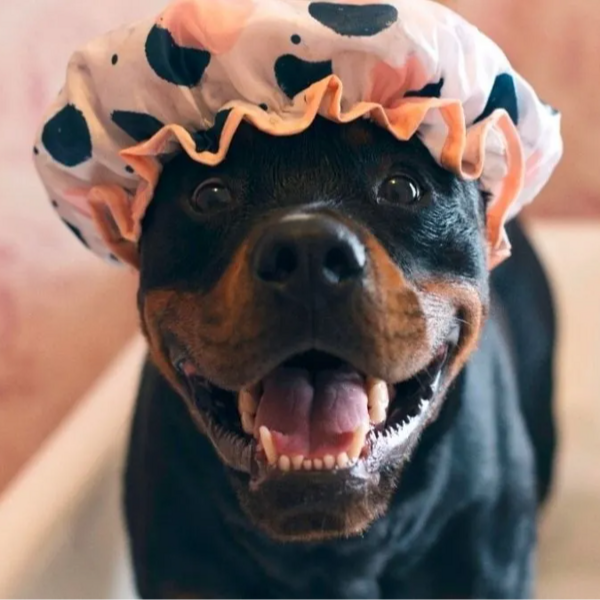 Servicio Baño Rottweiler 