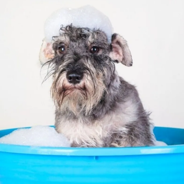 Servicio Baño Schnauzer gigante