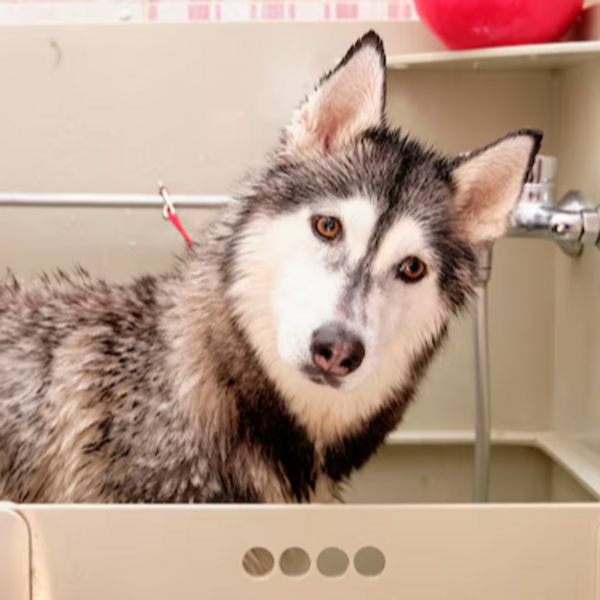 Servicio Baño Siberiano 