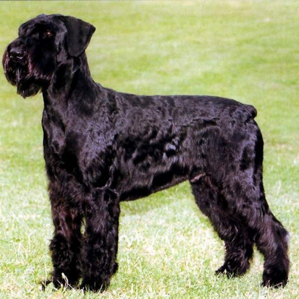 Servicio Peluquería Schnauzer gigante