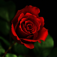 Scarleth Rose logo